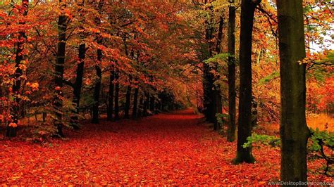 wallpaper pictures of fall|fall desktop hd wallpaper background.